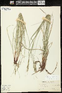 Carex virescens image