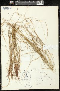 Carex virescens image