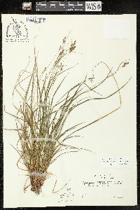 Carex virescens image