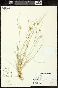 Carex viridula image