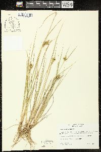 Carex viridula image