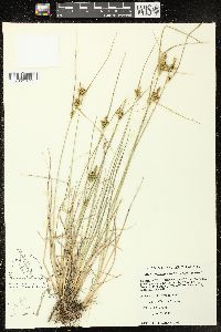 Carex viridula subsp. viridula image