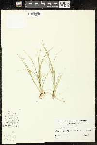 Carex viridula image