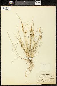 Carex viridula image