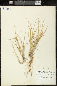 Carex viridula image