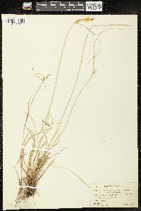 Carex viridula image