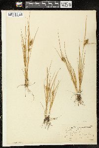 Carex viridula image