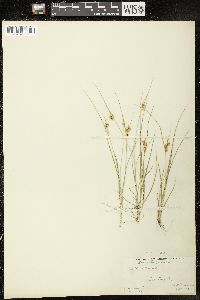 Carex viridula image