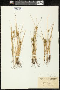 Carex flava image