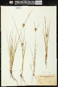 Carex viridula image