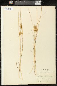 Carex viridula image