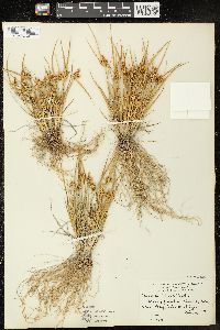 Carex viridula image