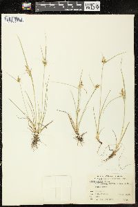 Carex viridula image