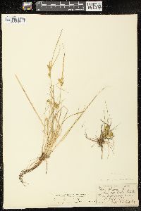 Carex viridula image