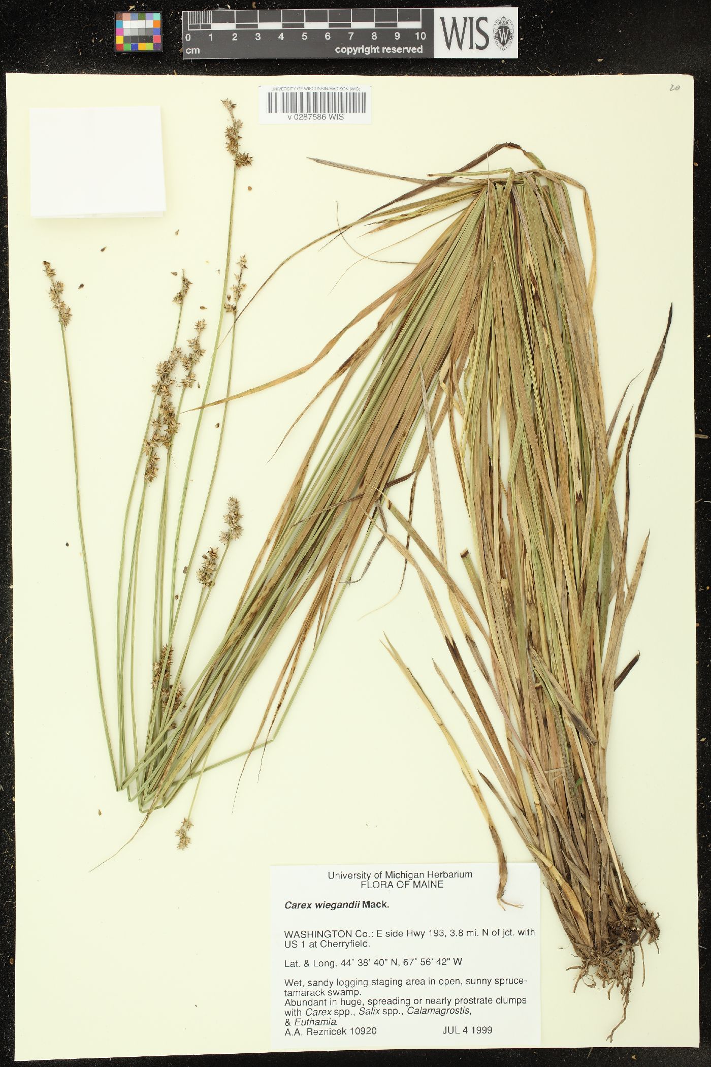 Carex wiegandii image