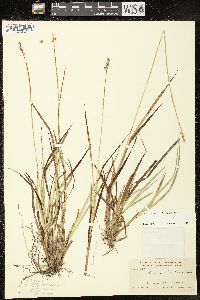 Carex wiegandii image