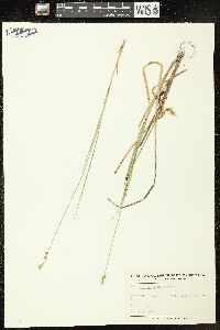 Carex wiegandii image