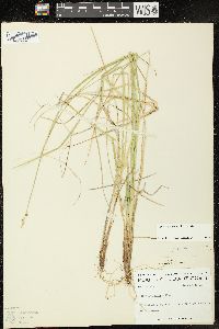 Carex wiegandii image