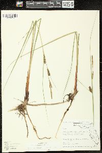 Carex walteriana image