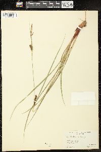 Carex walteriana image