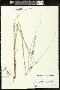 Carex walteriana image