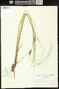 Carex walteriana image