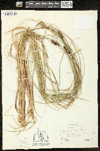 Image of Carex walteriana