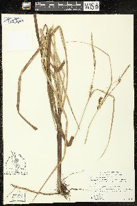 Carex walteriana image