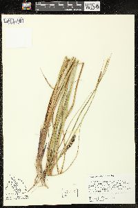 Carex walteriana image