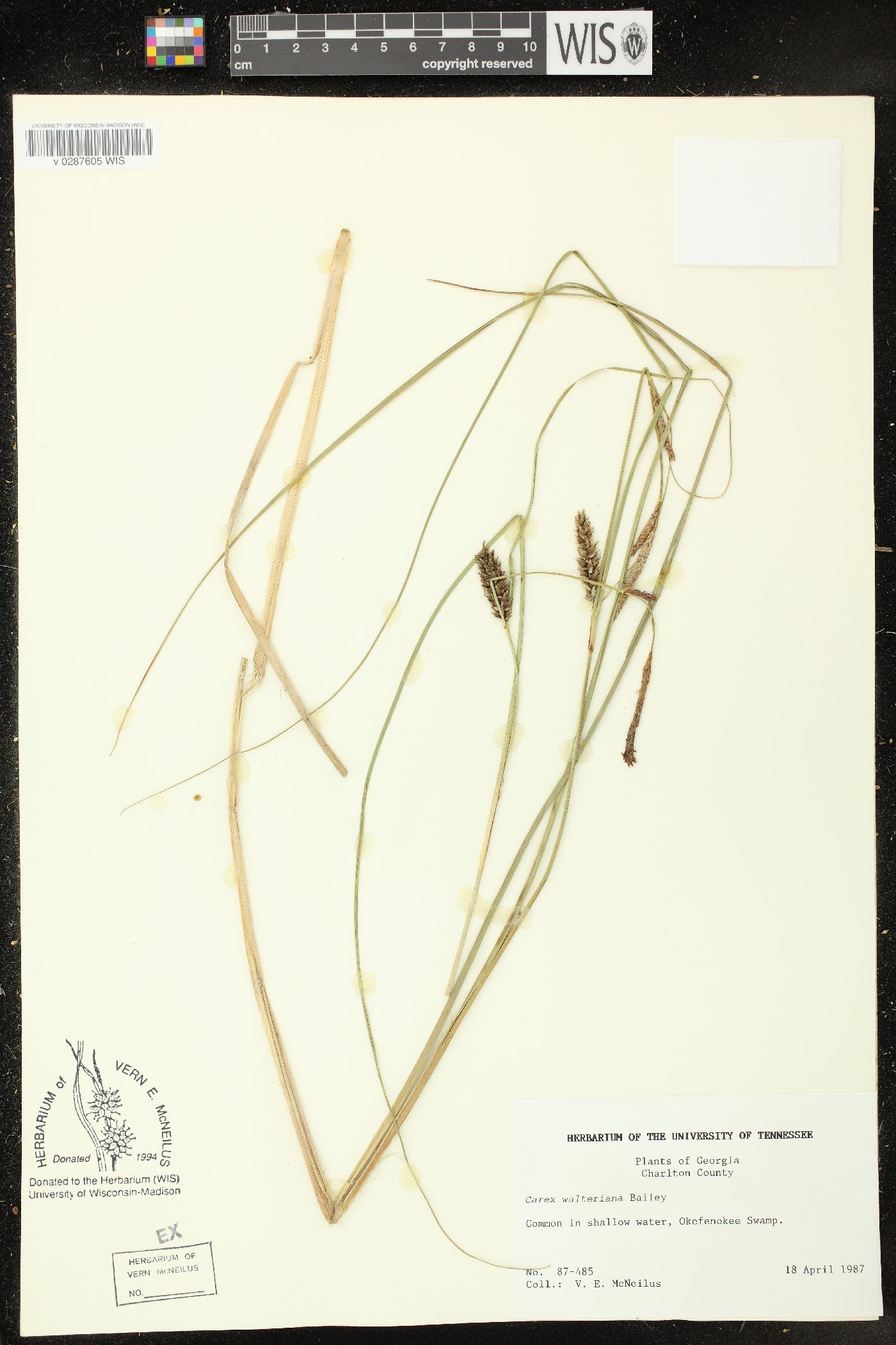 Carex walteriana image