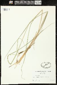 Carex walteriana image