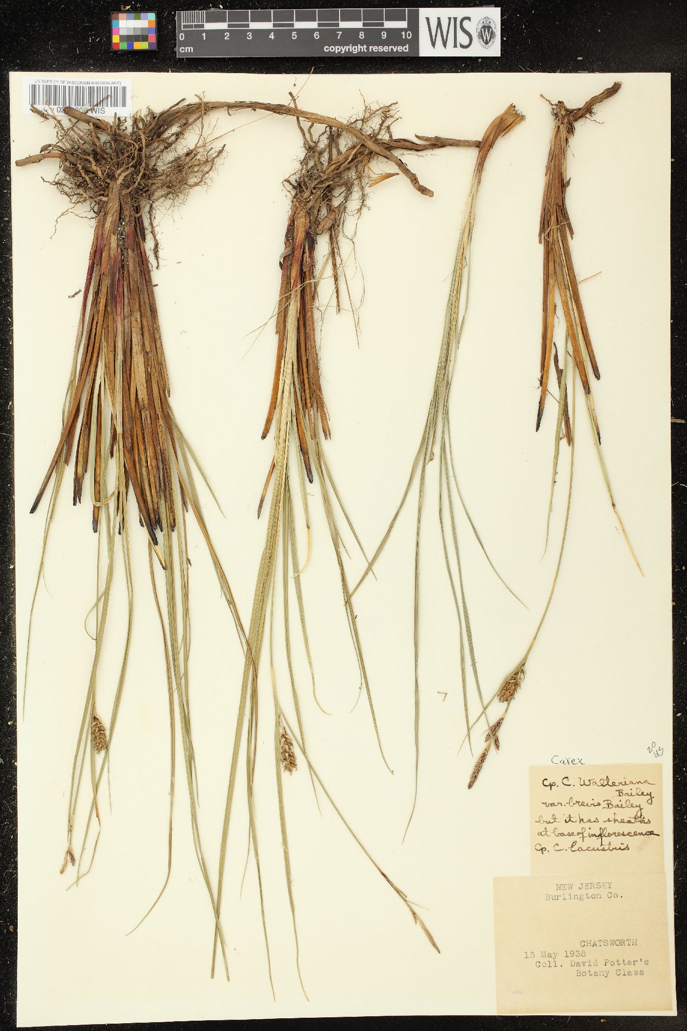 Carex walteriana var. brevis image