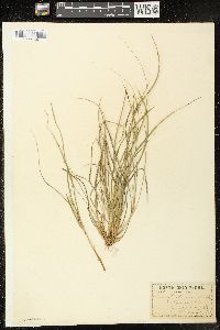 Carex willdenowii image