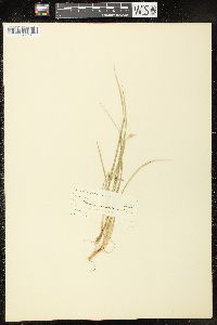 Carex willdenowii image