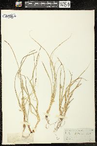 Carex willdenowii image