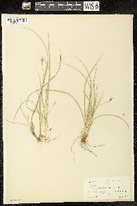 Carex willdenowii image