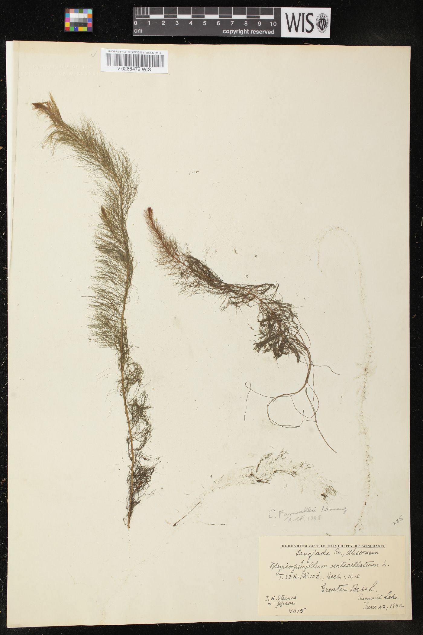 Myriophyllum farwellii image
