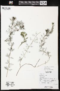 Myriophyllum spicatum image