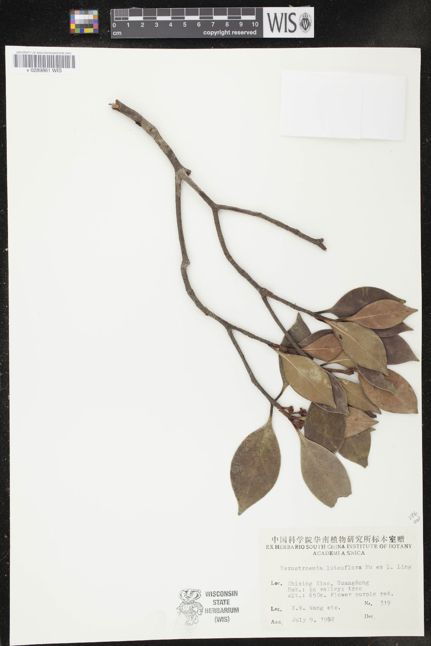 Ternstroemia luteoflora image