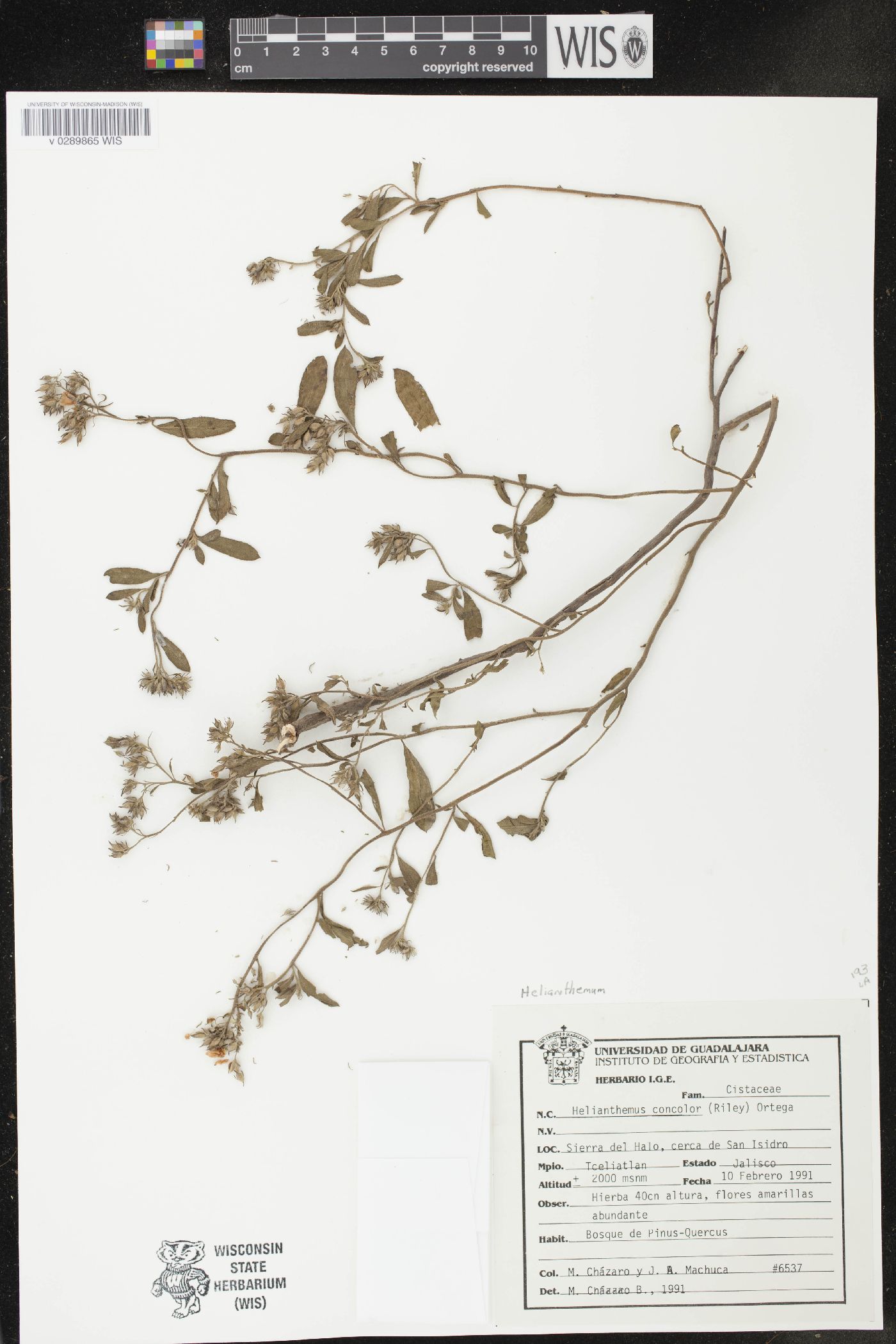 Helianthemum concolor image
