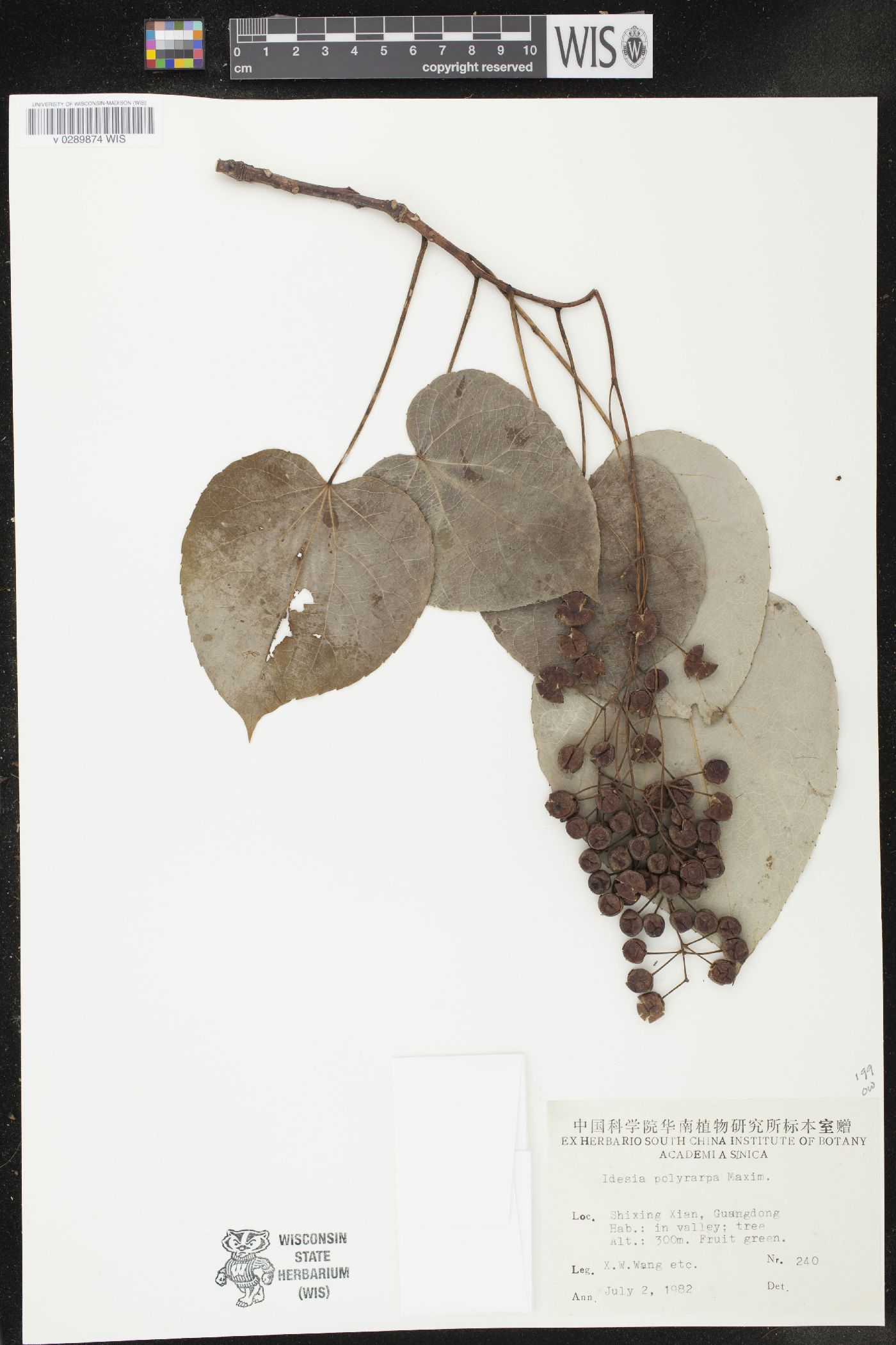 Idesia polycarpa image