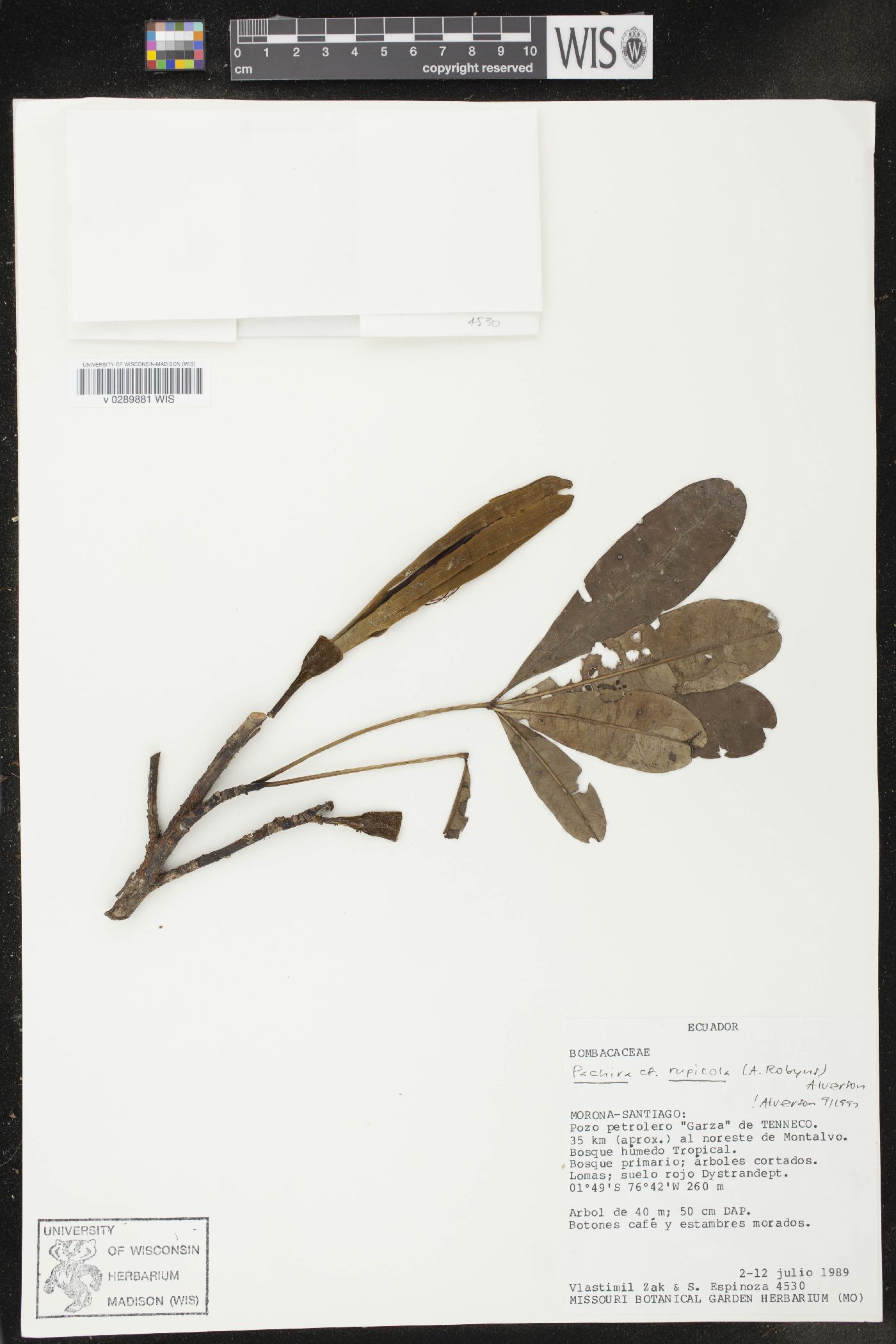 Pachira rupicola image