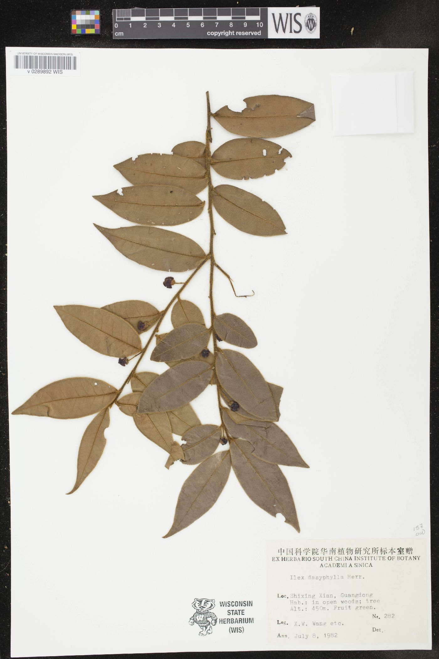 Ilex dasyphylla image