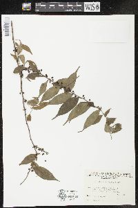 Ilex pubescens image