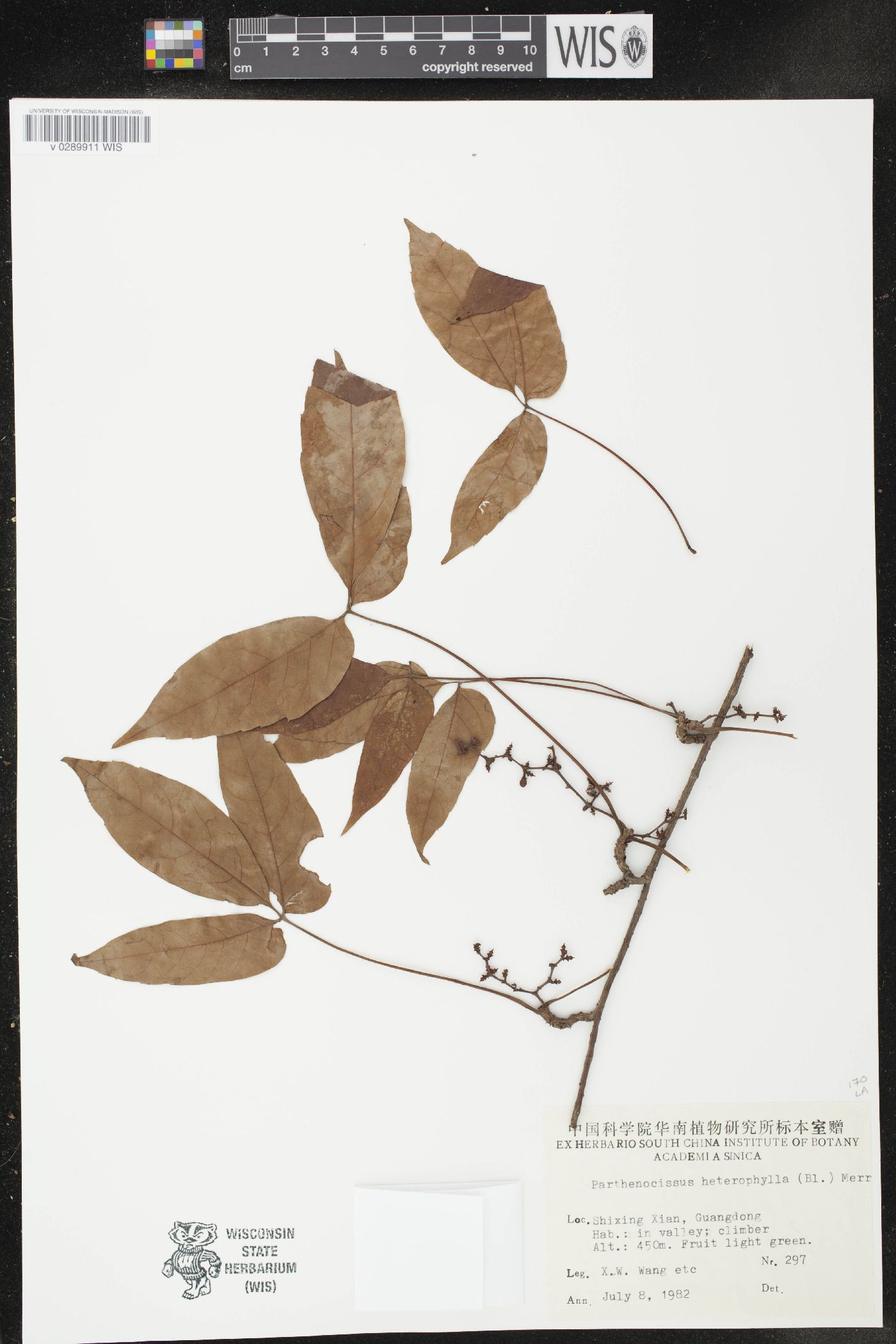 Parthenocissus semicordata image