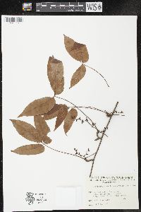 Parthenocissus semicordata image