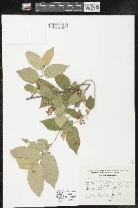 Guazuma ulmifolia image