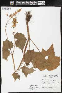 Image of Begonia ornithocarpa