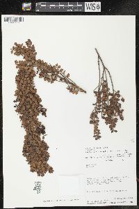 Myrteola phylicoides var. glabrata image