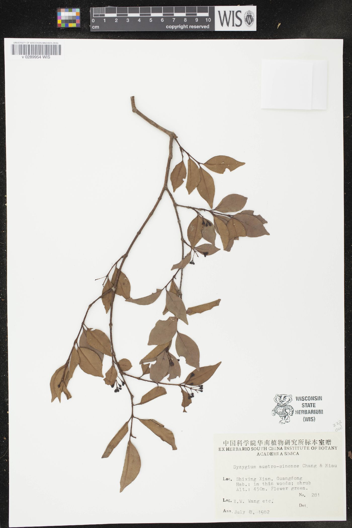 Syzygium austrosinense image
